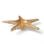 Блюдо для подачи 28*28 см h6 см 100 мл Звезда Pearl Starfish Frutti di Mare P.L. [1]